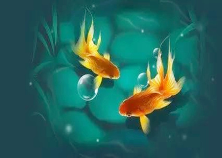 风水鱼养几条好旺财 风水鱼养几条好旺财