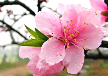 家中桃花位怎么找 家中桃花位怎么找