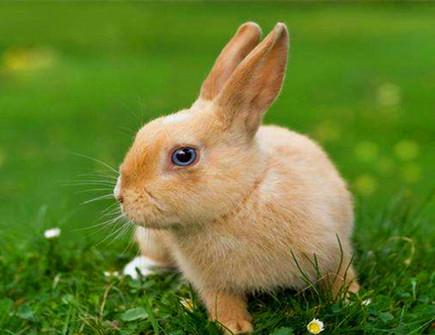 属兔女和哪个属相性格相合