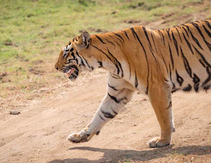 土虎年是哪些年份