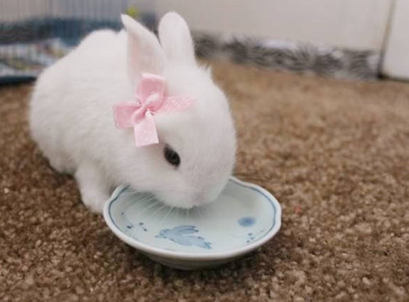 土兔年是哪些年份 土兔年是哪些年份