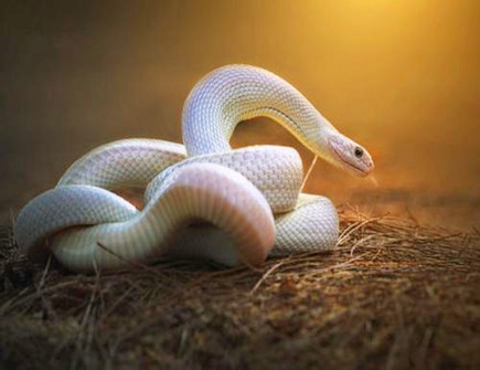 土蛇年是哪些年份 土蛇年是哪些年份