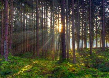 八字富贵格局之曲直仁寿格 八字富贵格局之曲直仁寿格