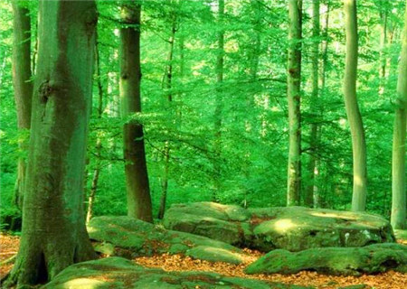 八字富贵格局之曲直仁寿格 八字富贵格局之曲直仁寿格