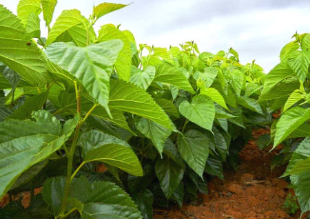 五树进宅人穷家败是指哪五树 五树进宅人穷家败是指哪五树