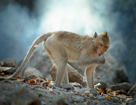 土猴年是哪些年份