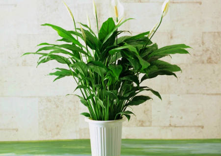 家里再穷也要养这3种花