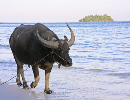 水牛年是哪些年份