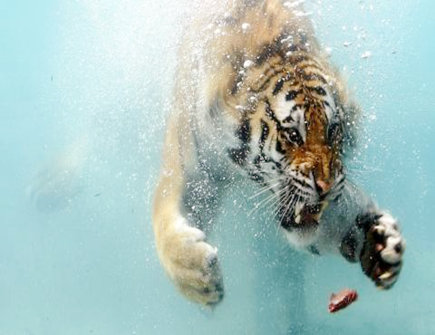 水虎年是哪些年份