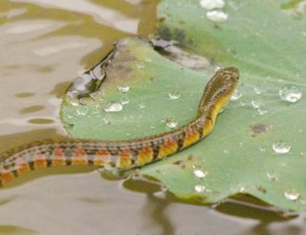 水蛇年是哪些年份 水蛇年是哪些年份