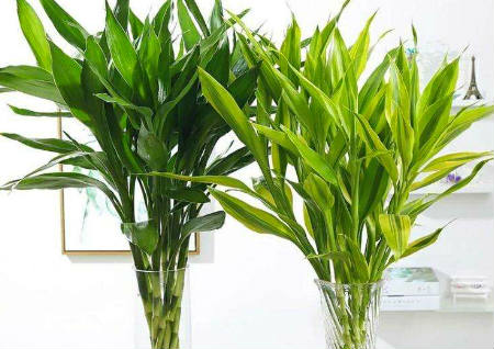 办公室旺事业的植物有哪些 办公室旺事业的植物有哪些