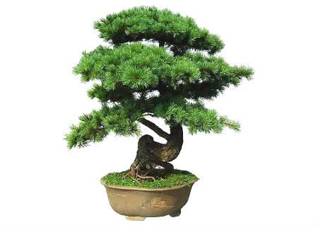 办公室旺事业的植物有哪些 办公室旺事业的植物有哪些