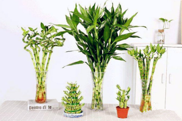 客厅摆放什么风水物招财 u客厅摆放什么风水物招财