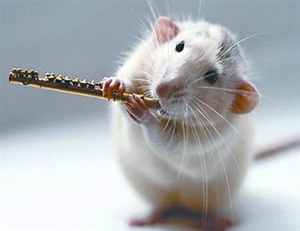 属鼠2021年贵人有哪些