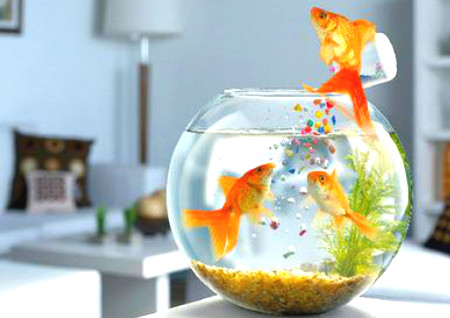 进门见鱼缸风水好吗