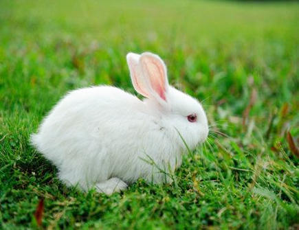 属兔2021年贵人有哪些