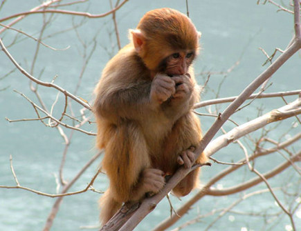 属猴2021年贵人有哪些