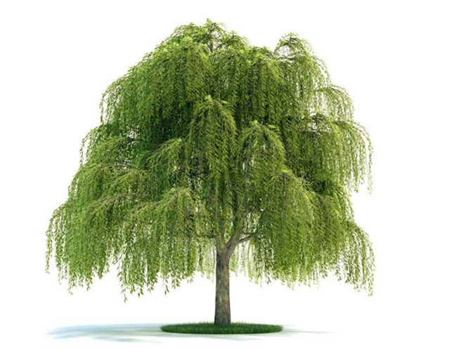 阳宅种柳树会招阴吗? 阳宅种柳树会招阴吗?