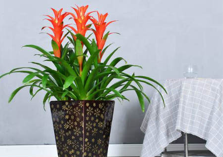 老板办公室放什么植物风水好 老板办公室放什么植物风水好