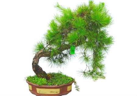 老板办公室放什么植物风水好 老板办公室放什么植物风水好