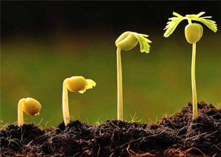 浅谈八字日主的根和印 浅谈八字日主的根和印