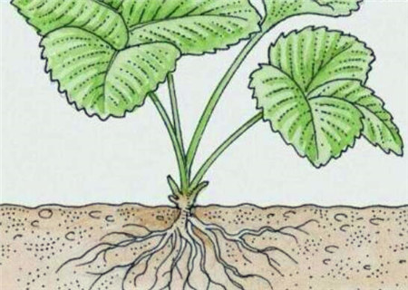 浅谈八字日主的根和印 浅谈八字日主的根和印