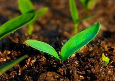 浅谈八字日主的根和印 浅谈八字日主的根和印