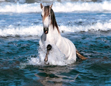 属马在2021年几月比较倒霉 属马在2021年几月比较倒霉