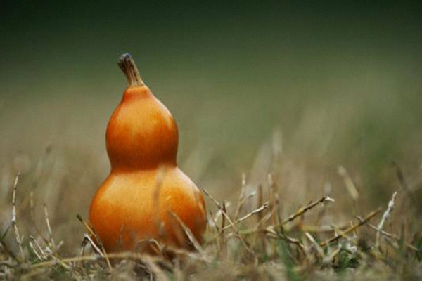 客厅摆放什么风水物家人不生病 客厅摆放什么风水物家人不生病