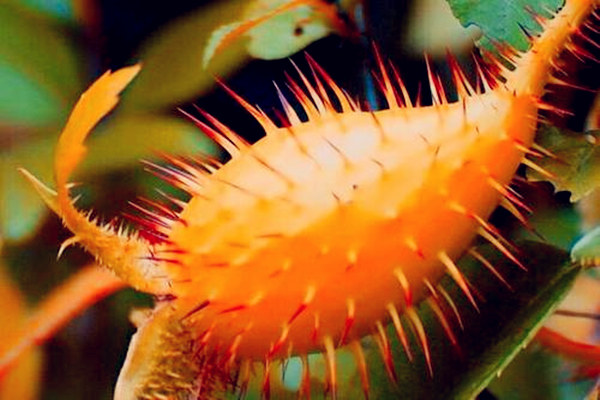 家里放什么植物会影响风水 家里放什么植物会影响风水g