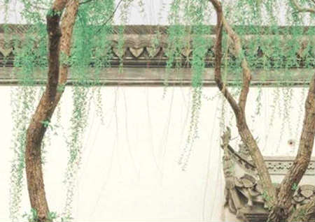 大门前种树的风水禁忌 大门前种树的风水禁忌