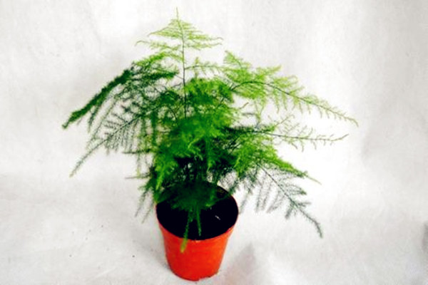 别墅书房养什么植物好 别墅书房养什么植物好