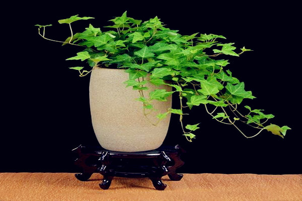 别墅书房养什么植物好 别墅书房养什么植物好