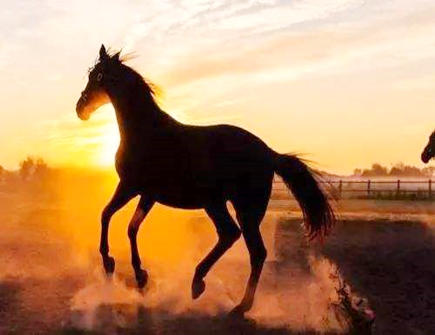 属马在2021年几月运势好