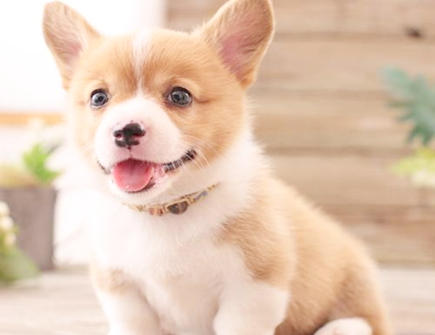 属狗在2021年几月运势好