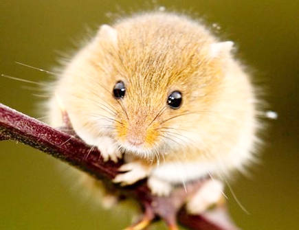 属鼠人在2021年适合换工作吗