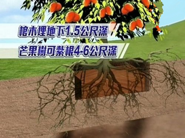 树根进棺材是什么风水导致的？