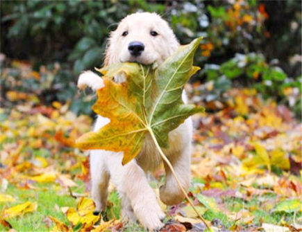 属狗人在2021年适合换工作吗