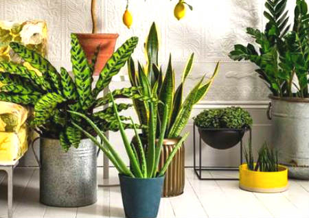 十大客厅风水植物