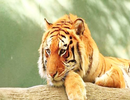 属虎2021年幸运颜色 属虎2021年幸运颜色