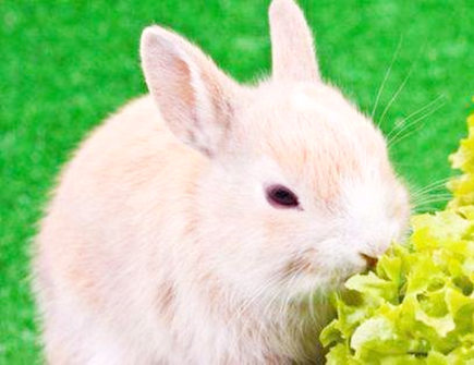 属兔2021年幸运颜色