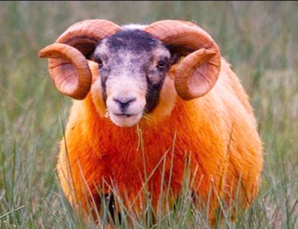 属羊2021年幸运颜色