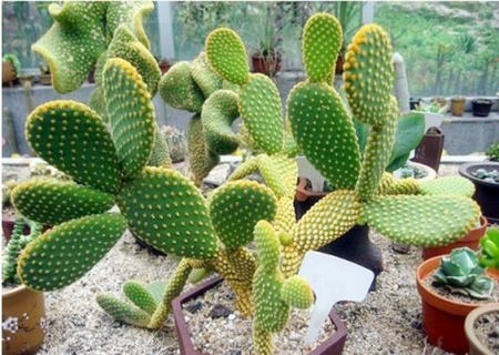 家里放仙人掌风水禁忌 家里放仙人掌风水禁忌