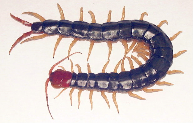 专杀风水师的穴地——杀师地