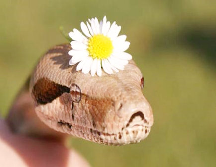 属蛇2021年适合买房吗 属蛇2021年适合买房吗