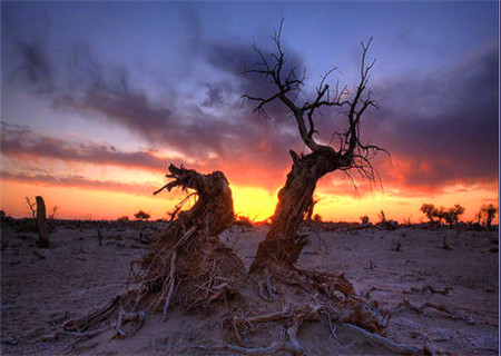 饿木命之人有何特点 饿木命之人有何特点