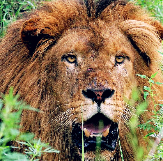 如何破解杀师地? 如何破解杀师地?