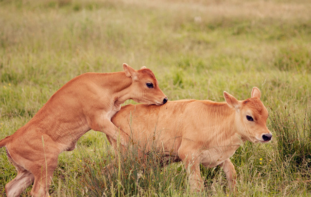 喝形取象如何分辨公母? 喝形取象如何分辨公母?