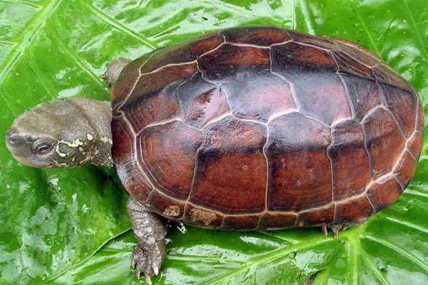 家里养乌龟的风水禁忌 家里养乌龟的风水禁忌