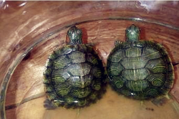 家里养乌龟的风水禁忌 家里养乌龟的风水禁忌